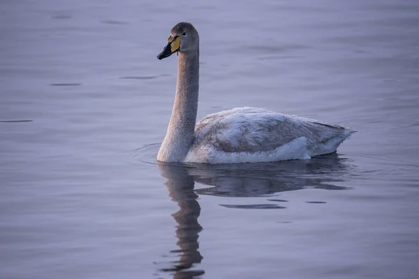 Un cisne solitario nada en el invierno en el lago. "Lebedinyj" Swan Na — Foto de Stock