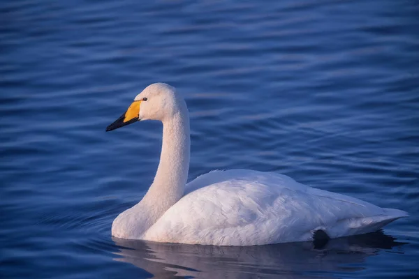 V zimě u jezera plavá osamělá labuť. "Lebedinyj" labuť — Stock fotografie