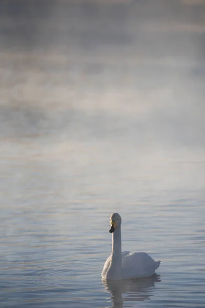 一匹の白鳥が湖で冬に泳ぐ。「レベディニー」スワン・ナ — ストック写真