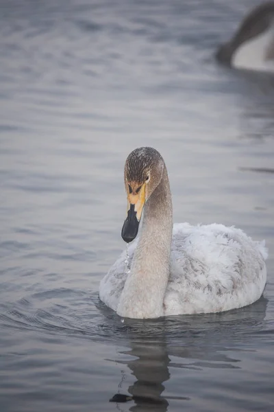 Een eenzame zwaan zwemt in de winter op het meer. "Lebedinyj" Swan na — Stockfoto