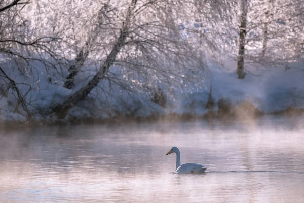 Одинокий лебедь плавает зимой на озере. "Лебединый" Лебедь На — стоковое фото