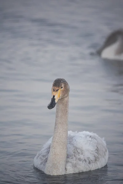 Un cisne solitario nada en el invierno en el lago. "Lebedinyj" Swan Na — Foto de Stock