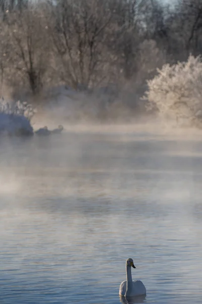 Одинокий лебедь плавает зимой на озере. "Лебединый" Лебедь На — стоковое фото