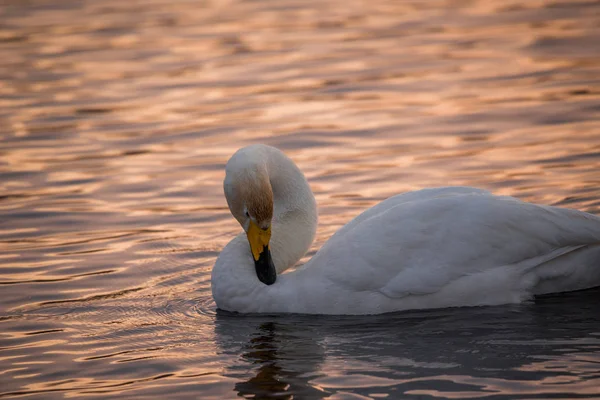 Un cisne solitario nada en el invierno en el lago. "Lebedinyj" Swan Na — Foto de Stock