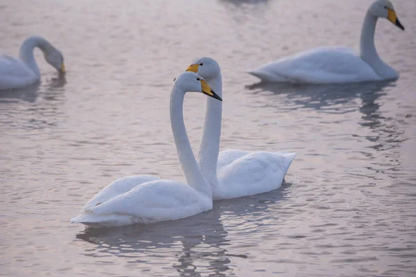 Two swans in love swim beautifully on a winter lake. 