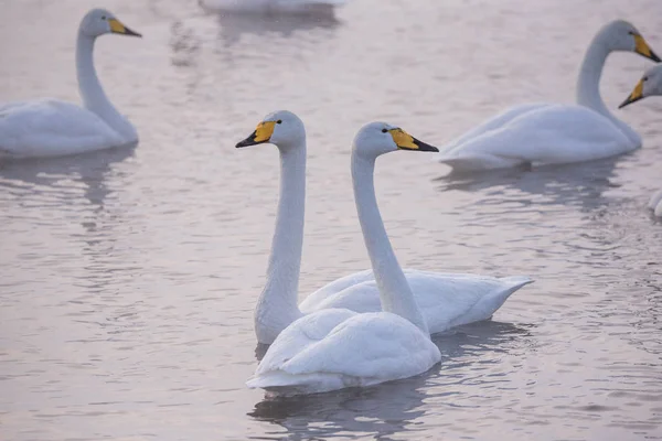 Two swans in love swim beautifully on a winter lake. \