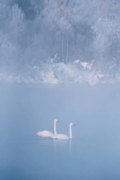 Dois cisnes apaixonados nadam lindamente em um lago de inverno. "Lebedinyj " — Fotografia de Stock