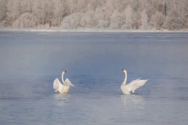 Two swans in love swim beautifully on a winter lake. \