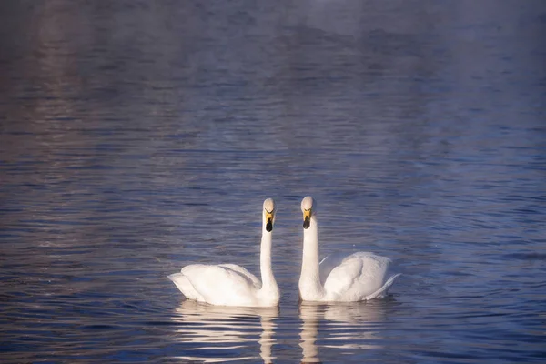 Two swans in love swim beautifully on a winter lake. 