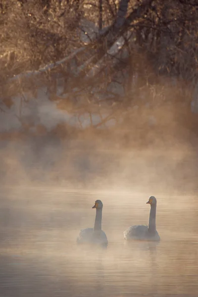 Two swans in love swim beautifully on a winter lake. \