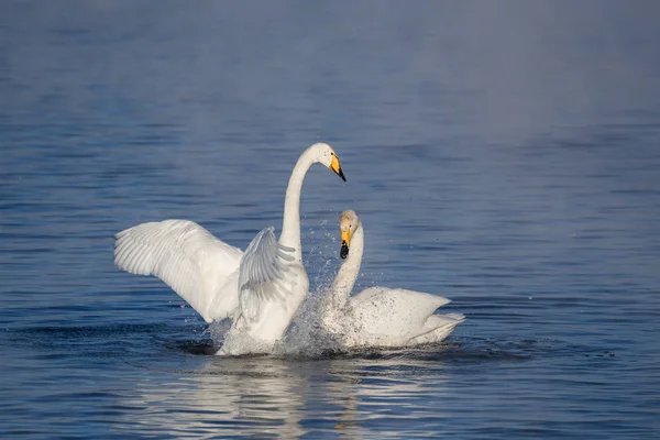 Dos cisnes enamorados nadan maravillosamente en un lago de invierno. "Lebedinyj " —  Fotos de Stock