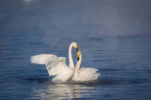 Two swans in love swim beautifully on a winter lake. 