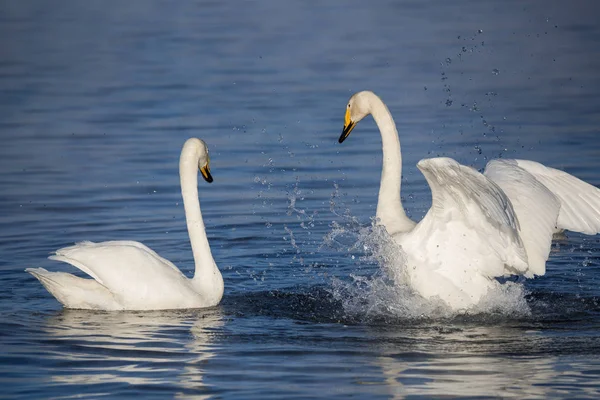 Two swans in love swim beautifully on a winter lake. \