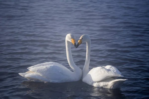 Two swans in love swim beautifully on a winter lake. 