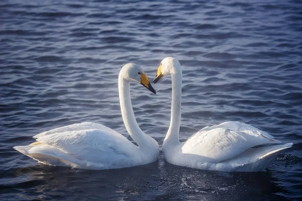 Two swans in love swim beautifully on a winter lake. 