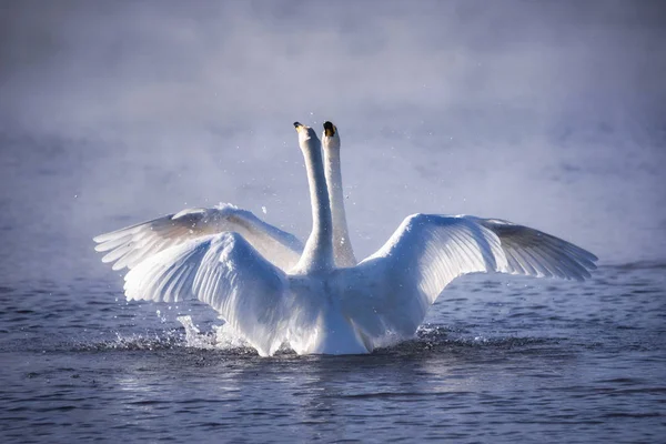 Deux cygnes amoureux nagent magnifiquement sur un lac d'hiver. "Lebedinyj " — Photo