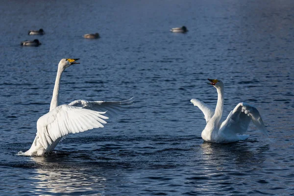 Два влюбленных лебедя прекрасно плавают на зимнем озере. "Лебединый " — стоковое фото
