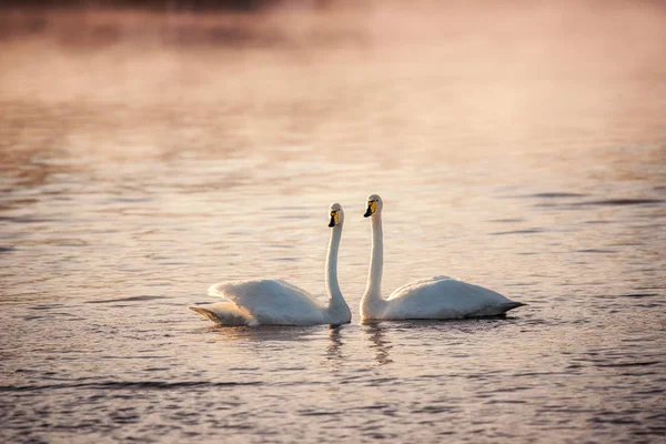 Dva labutě zamilovaní plavou krásně na zimním jezeře. "Lebedinyj" — Stock fotografie