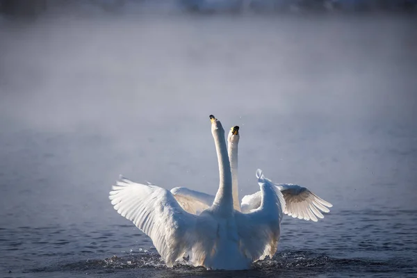 Deux cygnes amoureux nagent magnifiquement sur un lac d'hiver. "Lebedinyj " — Photo