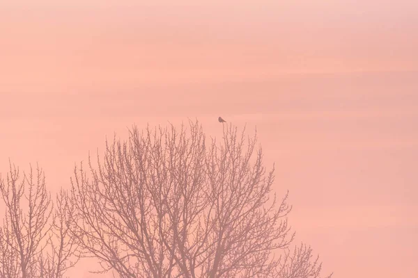 Ramos de árvore fosco em uma manhã de inverno gelada no nevoeiro. "Le — Fotografia de Stock