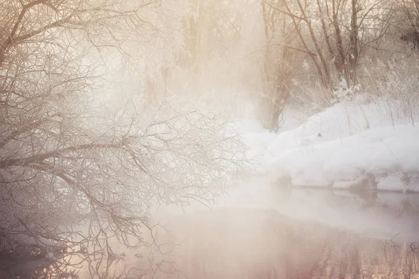 Ramos de árvore fosco em uma manhã de inverno gelada no nevoeiro. "Le — Fotografia de Stock