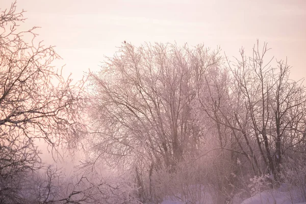 Frosted boomtakken op een Frosty winter ochtend in de mist. "Le — Stockfoto