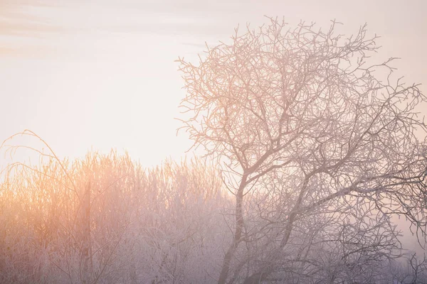 Branches d'arbres givrées par un matin d'hiver givré dans le brouillard. "Le — Photo