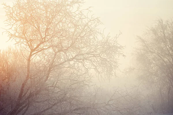 Замороженные ветви деревьев морозным зимним утром в тумане. "Ле — стоковое фото