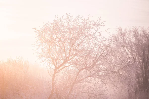 Branches d'arbres givrées par un matin d'hiver givré dans le brouillard. "Le — Photo