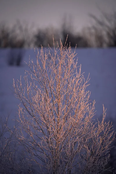 Frostat trädgrenar på en frostig vintermorgon i dimman. "Le — Stockfoto