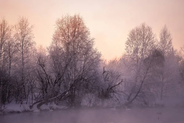 Frosted boomtakken op een Frosty winter ochtend in de mist. "Le — Stockfoto