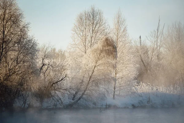 Замороженные ветви деревьев морозным зимним утром в тумане. "Ле — стоковое фото