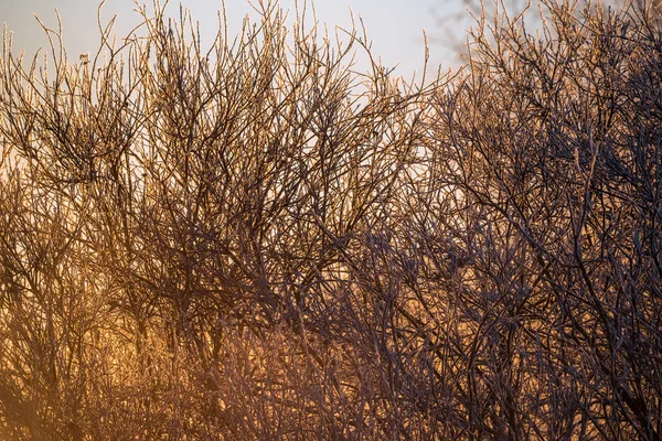 Матове дерево гілки на морозному зимовому ранку в тумані. " Ле — стокове фото