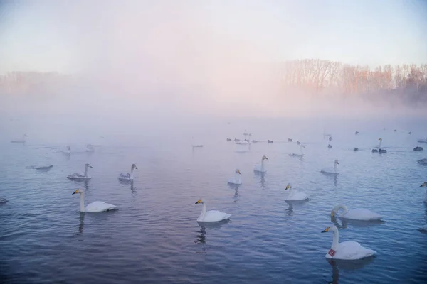 Pohled na zimní jezero s labutí. "Lebedinyj" Labutí příroda Rese — Stock fotografie