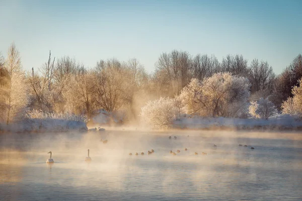 Vista do lago de inverno com cisnes. "Lebedinyj" Swan Nature Rese — Fotografia de Stock