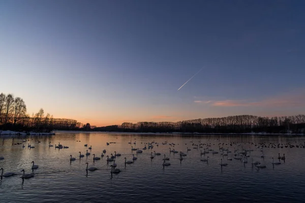 Utsikt över vinter sjön med svanar. "Lebedinyj" Swan Nature rese — Stockfoto