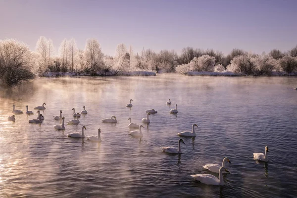 백조가있는 겨울 호수의 전망. "레베디니즈" 스완 네이처 레스 — 스톡 사진