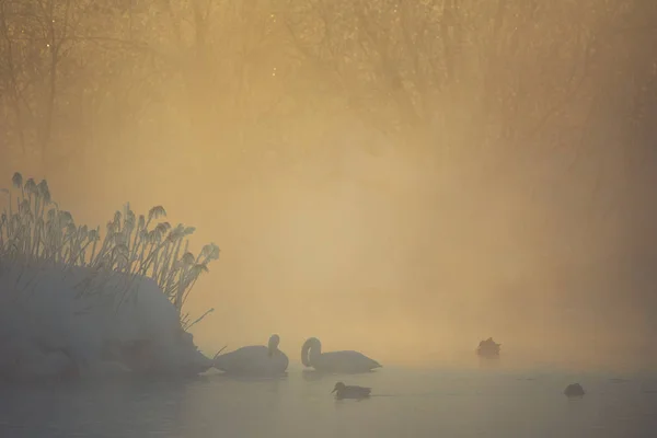 Pohled na zimní jezero s labutí. "Lebedinyj" Labutí příroda Rese — Stock fotografie