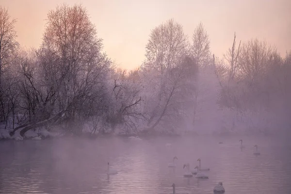 Vista do lago de inverno com cisnes. "Lebedinyj" Swan Nature Rese — Fotografia de Stock