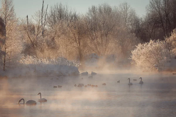 Vista do lago de inverno com cisnes. "Lebedinyj" Swan Nature Rese — Fotografia de Stock