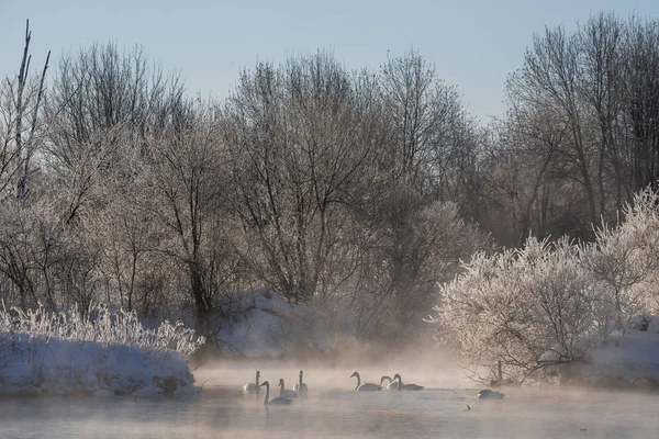 Vista do lago de inverno com cisnes. "Lebedinyj" Swan Nature Rese — Fotografia de Stock