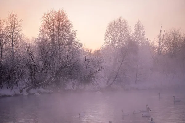 Vista do lago de inverno com cisnes. "Lebedinyj" Swan Nature Rese — Fotografia de Stock