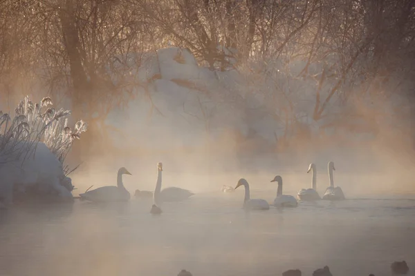Вид на зимнее озеро с лебедями. "Лебединый Природный Резе" — стоковое фото