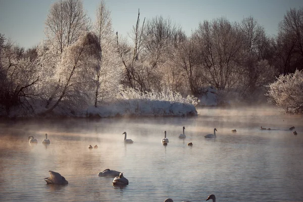 View of the winter lake with swans. \