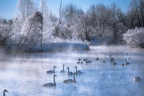 View of the winter lake with swans. \