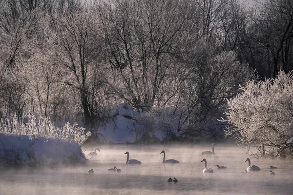 View of the winter lake with swans. \