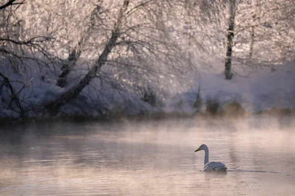 Vista do lago de inverno com cisnes. "Lebedinyj" Swan Nature Rese — Fotografia de Stock