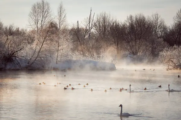 View of the winter lake with swans. \