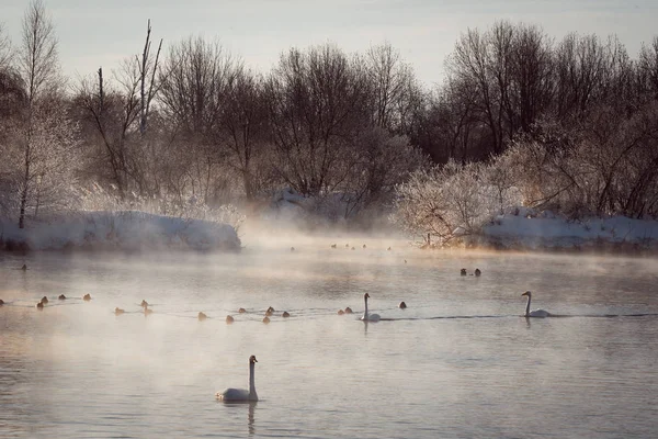 View of the winter lake with swans. \