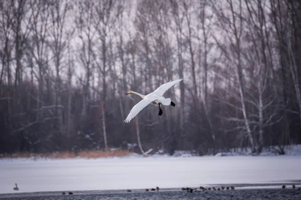 Le cygne survole le lac. "Lebedinyj" Réserve naturelle des cygnes ", Svet — Photo